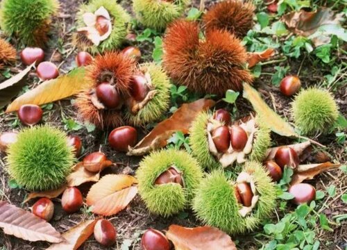 用什么养护兰花叶片浓绿