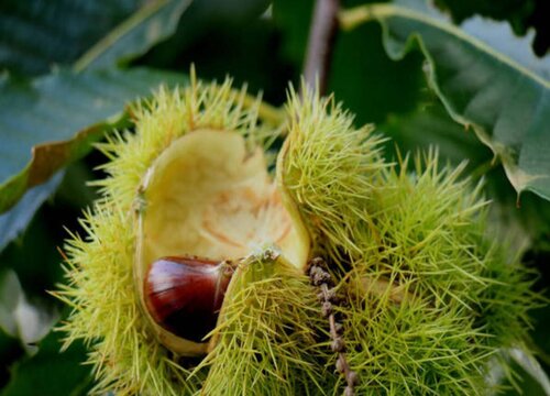 用什么养护兰花叶片浓绿