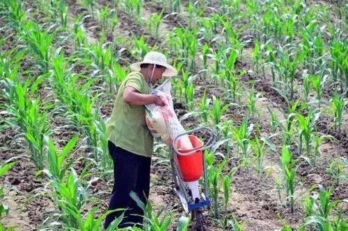 一亩地种玉米需要多少化肥