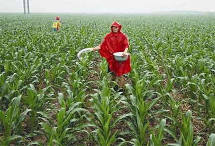 一亩地种玉米需要多少化肥