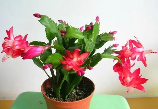 蟹爪兰过冬时可以用油桶套住吗