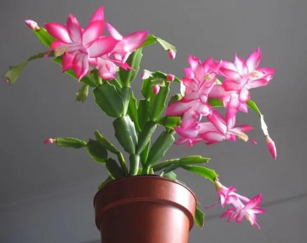 蟹爪兰过冬时可以用油桶套住吗