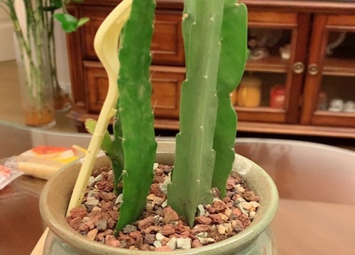 扦插令箭荷花如何养护生长快