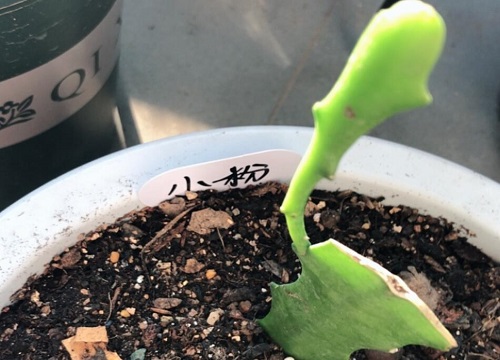 扦插令箭荷花如何养护生长快