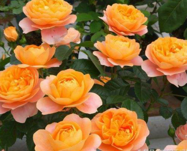 月季花苞垂头挽救方法