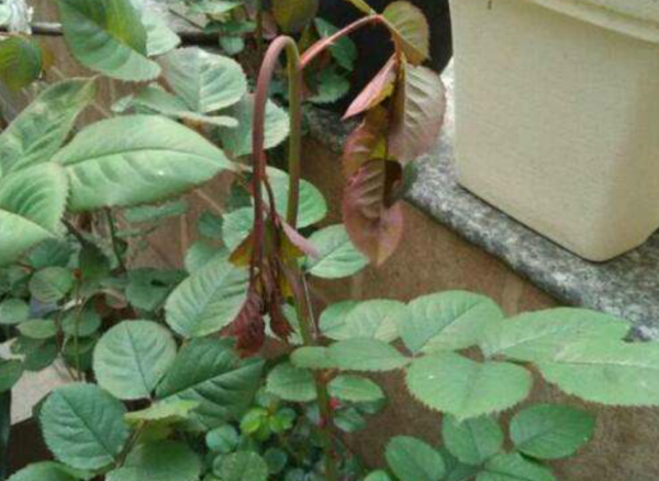 月季花苞垂头挽救方法