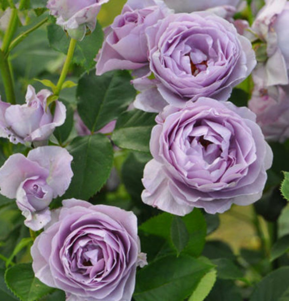 月季花苞垂头挽救方法