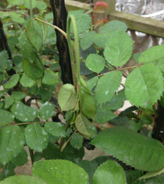 月季花苞垂头挽救方法