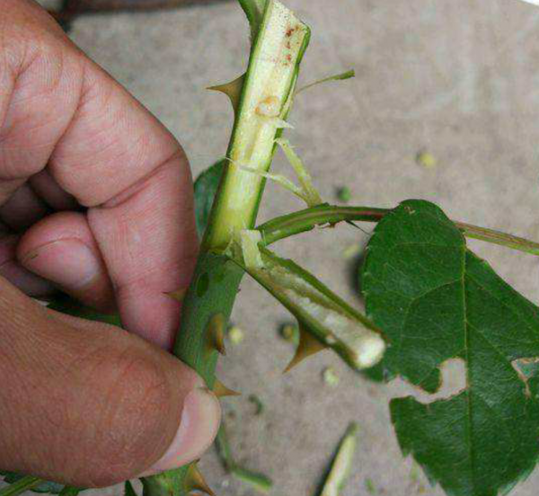 月季花苞垂头挽救方法