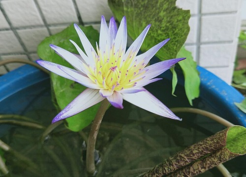 碗莲要晒太阳吗