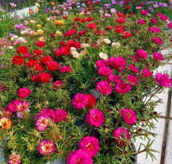 好养活的花卉植物有哪些