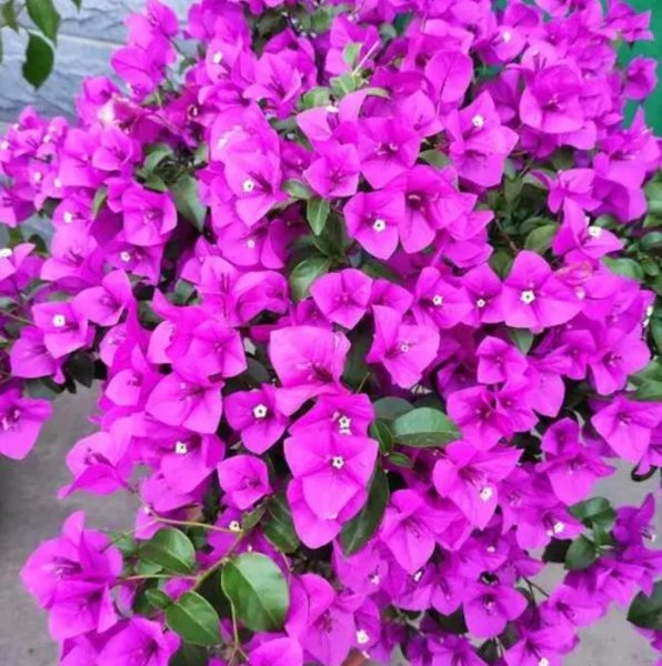 好养活的花卉植物有哪些