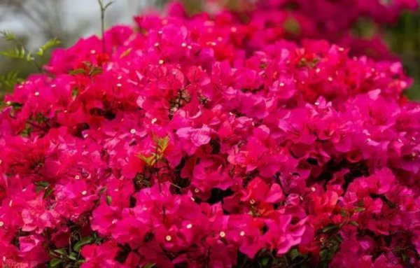 好养活的花卉植物有哪些