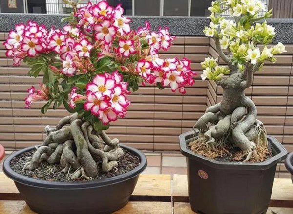 好养活的花卉植物有哪些