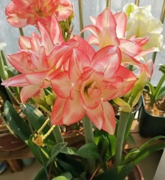 好养活的花卉植物有哪些