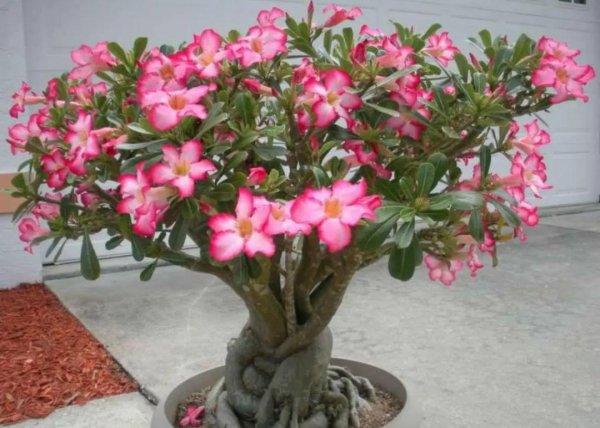 好养活的花卉植物有哪些