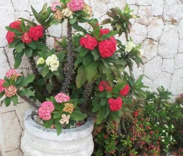 好养活的花卉植物有哪些