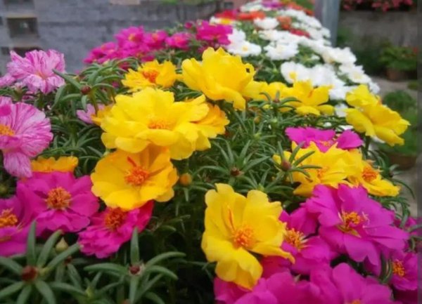 好养活的花卉植物有哪些