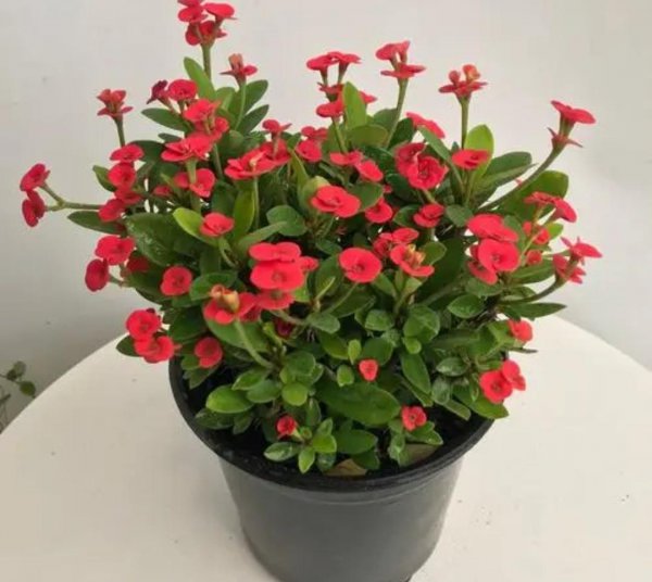 好养活的花卉植物有哪些