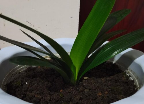 君子兰换盆以后都有哪些服盆方法