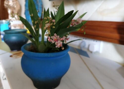 兰花冻伤后如何处理