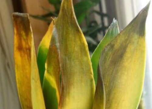 竹子黄叶是什么原因