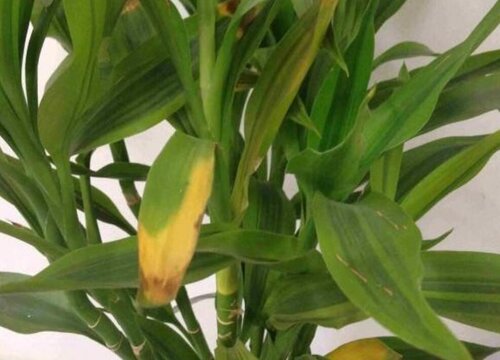 竹子黄叶是什么原因