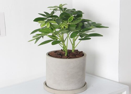 鸭掌木是如何扦插和养护的