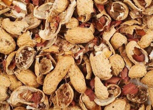 花生壳如何养护月季爆盆