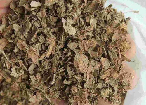 花生壳如何养护月季爆盆