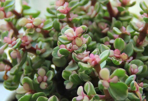 盆栽金枝玉叶开花吗