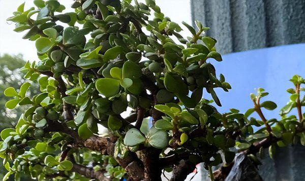 盆栽金枝玉叶开花吗