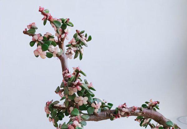 盆栽金枝玉叶开花吗