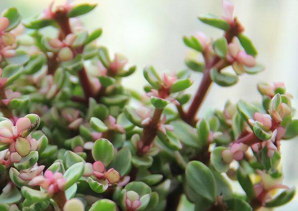 盆栽金枝玉叶开花吗