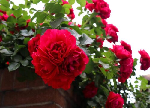 红木香一年开几次花