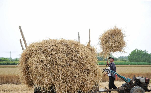 农村做什么致富赚钱