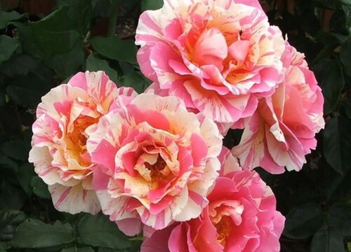 莫奈是藤本还是灌木