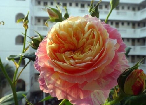 莫奈是藤本还是灌木