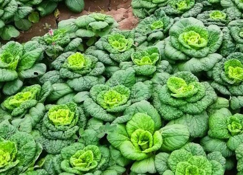 高温适合种什么蔬菜