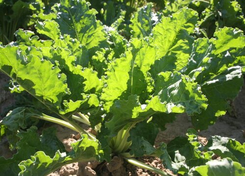 甜菜什么时候收获