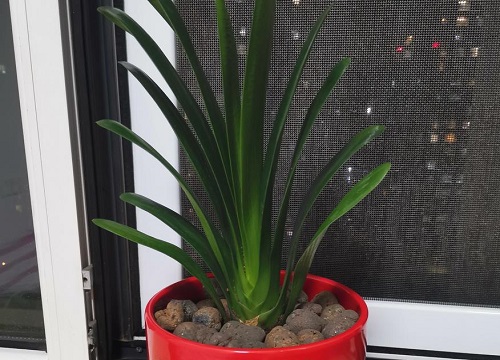 君子兰怎么移植