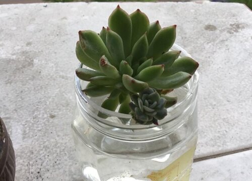 水培绿植怎么养才能更旺盛