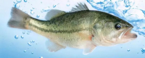 鲈鱼产地在哪里