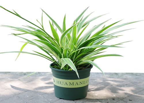 吊兰可以放客厅吗