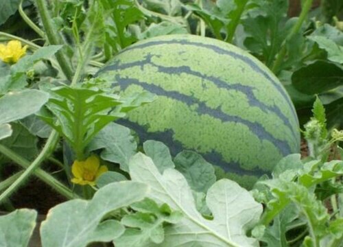 西瓜坐不住果是怎么回事