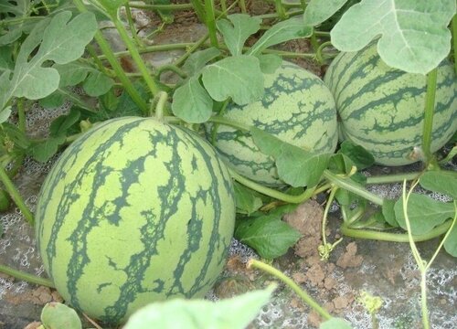 西瓜坐不住果是怎么回事