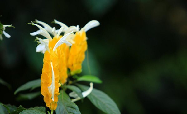 处座男对暗恋的女生表现
