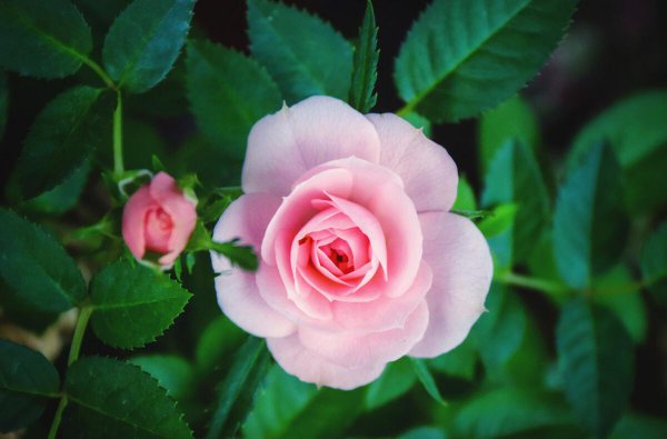 处座男对暗恋的女生表现