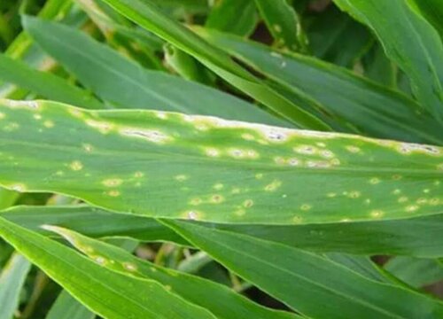 大姜病虫害防治方法与技术