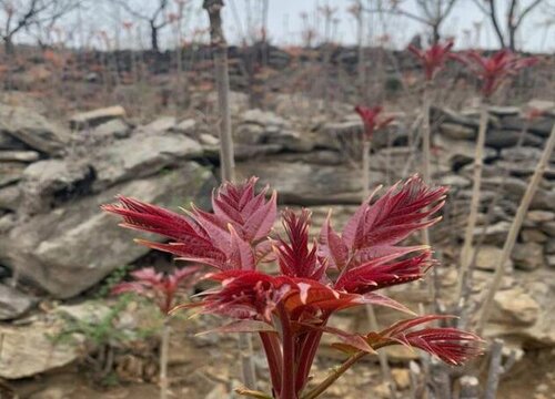 柿子树可以嫁接香椿树吗